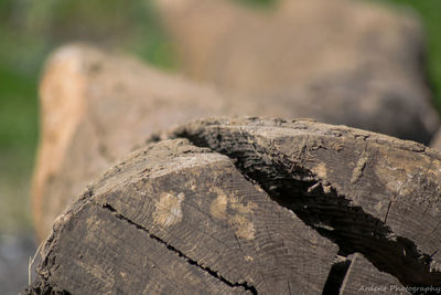 Close-up of wooden log
