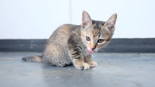 Close-up portrait of a kitten