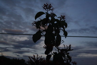 Low angle view of silhouette tree against sky