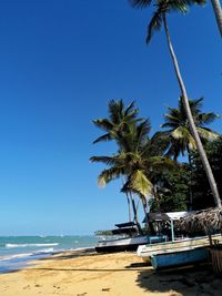 Palm trees on beach against clear blue sky