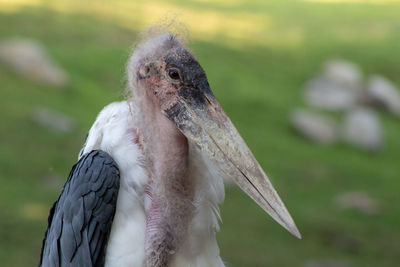 Close-up of marabou stork 
