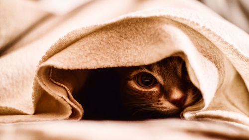 Close-up portrait of a cat