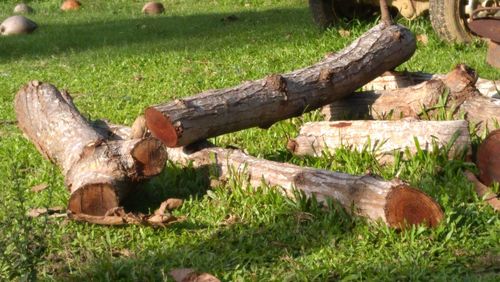 View of lizard on wood in field