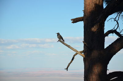 Low angle view of bird perching on tree against sky