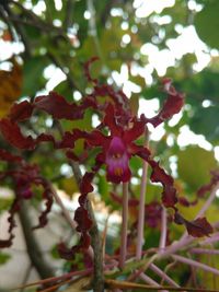 Close-up of fresh pink flowers blooming on tree