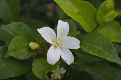 Close-up of white flowering plant leaves