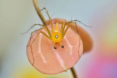Close-up of insect