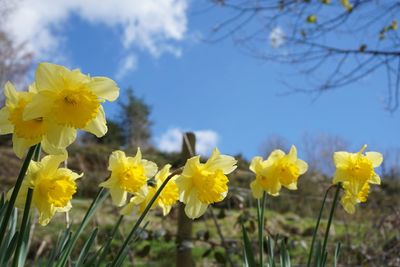 Close-up of yellow flowers