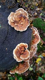 Close-up of mushrooms on tree