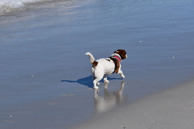 High angle view of dog on beach