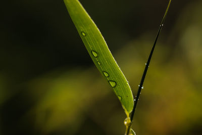 Close-up of wet plant