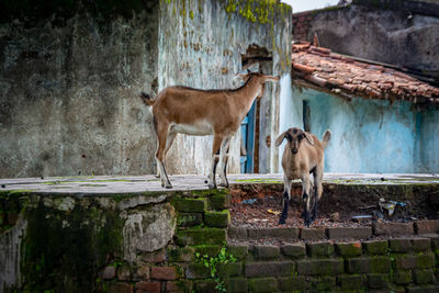 Horses standing against wall