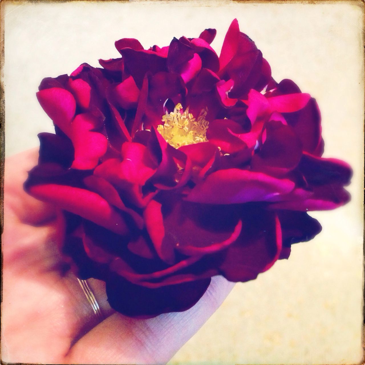 flower, petal, transfer print, freshness, person, flower head, fragility, auto post production filter, one person, close-up, indoors, part of, holding, cropped, red, beauty in nature, pink color, single flower, studio shot