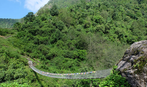 Scenic view of forest