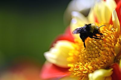 Close-up of bee pollinating on yellow flower