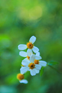 Close-up of flower against blurred background