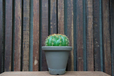Close-up of potted plant on table
