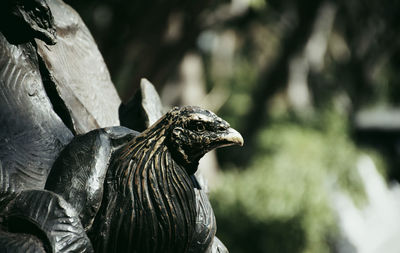 Close-up of eagle