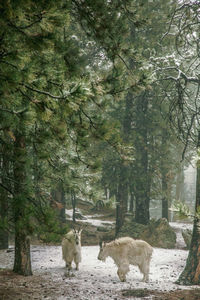 Mountain goats in forest in winter