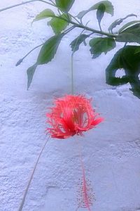 Close-up of red flowers