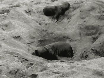 High angle view of sheep on sand