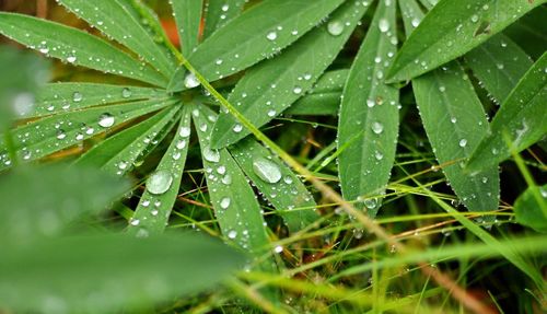 Close-up of water drops on leaf