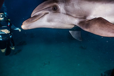 Fish swimming in sea