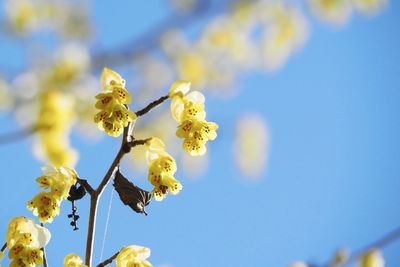 Close-up of cherry blossom against blue sky