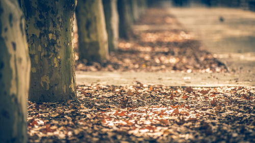 Orange and brown autumn leaves on the ground near some trees