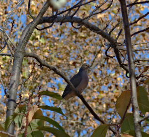 Low angle view of bird perching on tree