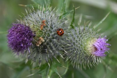 Close-up of ladybug on flower