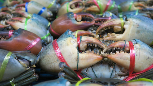 Close-up of seafood for sale in market