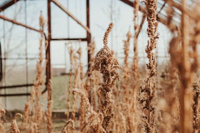 Close-up of stalks in field