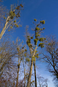 Low angle view of trees against blue sky