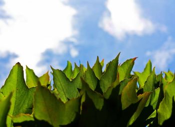 Close-up of fresh green plants against sky