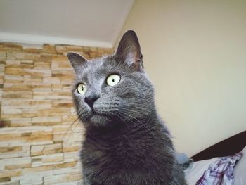 Close-up portrait of a cat looking away at home