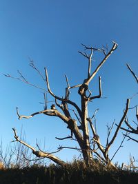 Low angle view of bare tree against clear blue sky