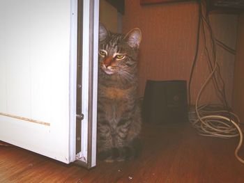 Cat sitting on floor at home