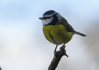 Close-up of bird perching on a tree