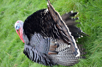 High angle view of bird on field