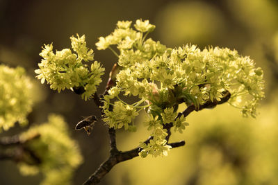 Close-up of yellow flowers