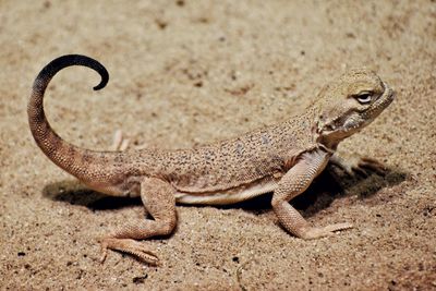 High angle view of lizard on sand