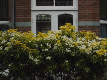 Close-up of yellow flowers blooming against window