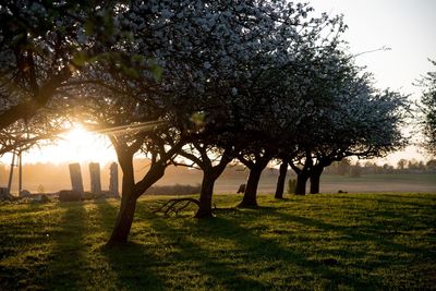 Trees on field against sky