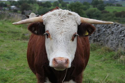 Portrait of cow on field