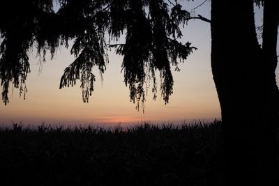 Silhouette trees on field against sky during sunset