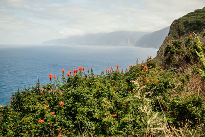 Plants growing by sea against sky