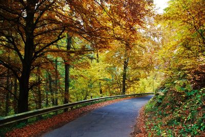 Footpath amidst trees in park