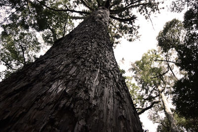 Low angle view of tree trunk against sky