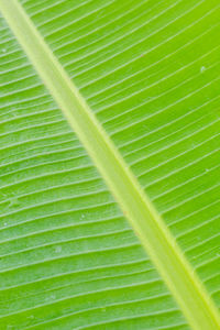 Macro shot of green leaves